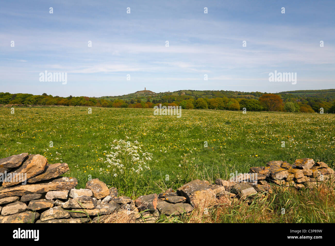 Summer meadow with distant Jubilee Tower on Castle Hill, Almondbury