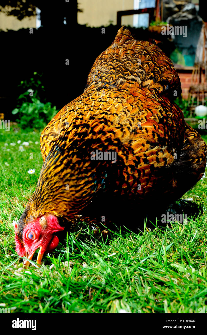 A female gold laced wyandotte Bantam feeding on a lawn Stock Photo - Alamy