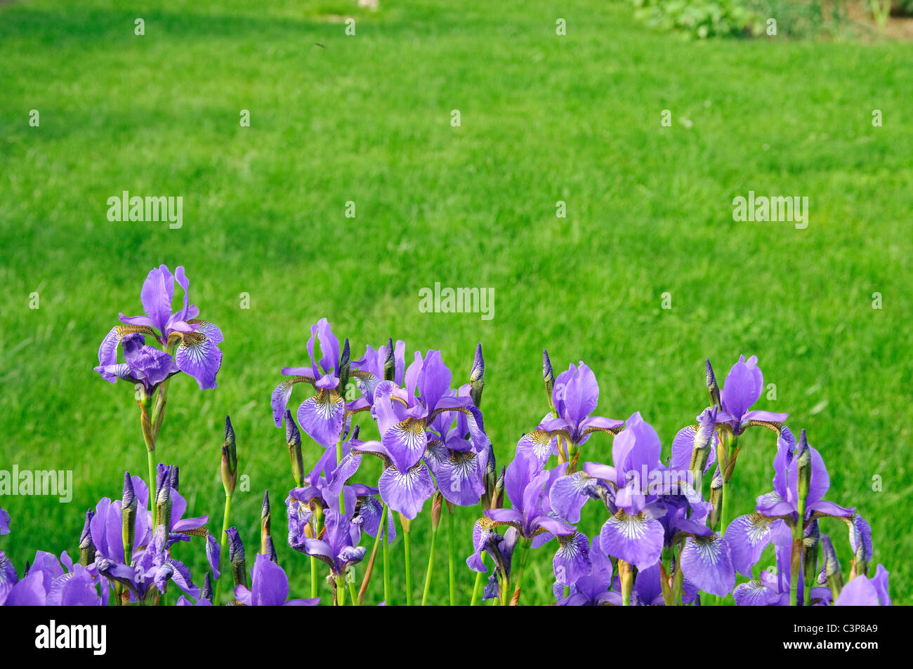 Picture showing a bunch of violet flowers Stock Photo Alamy
