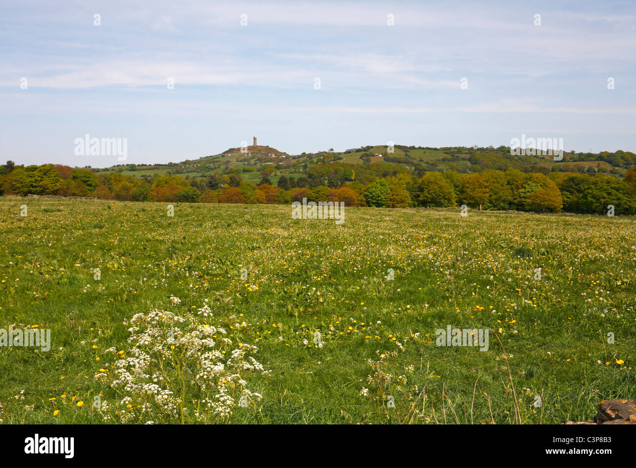 Summer meadow with distant Jubilee Tower on Castle Hill, Almondbury