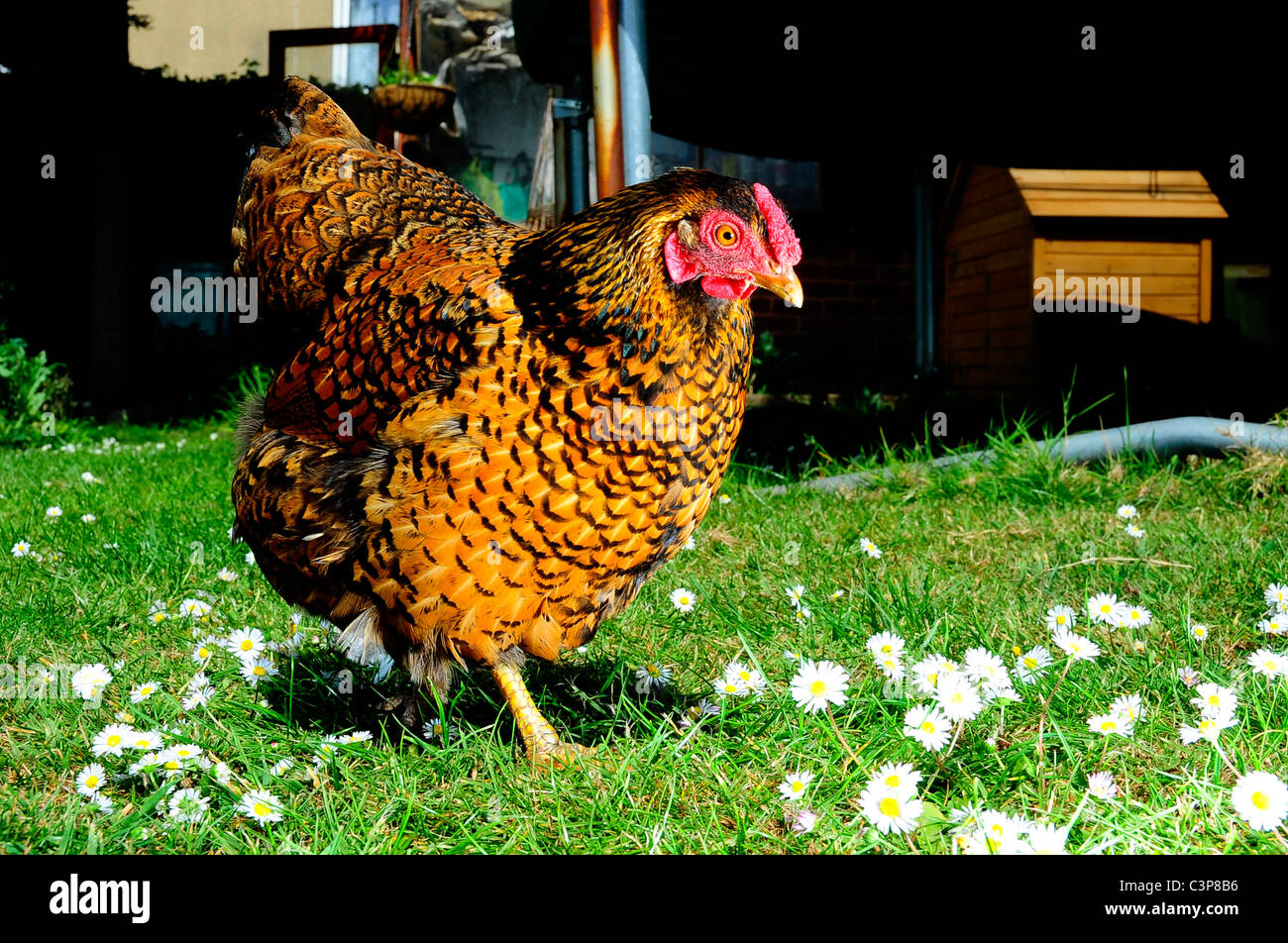 A female gold laced wyandotte Bantam Stock Photo - Alamy