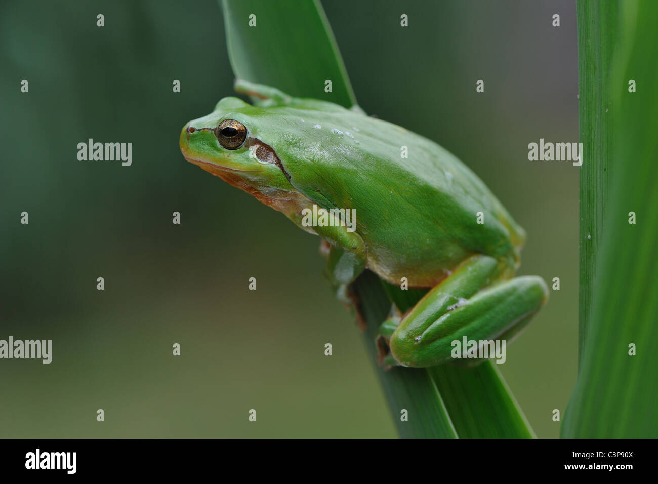 Mediterranean tree frog Stripeless tree frog (Hyla meridionalis