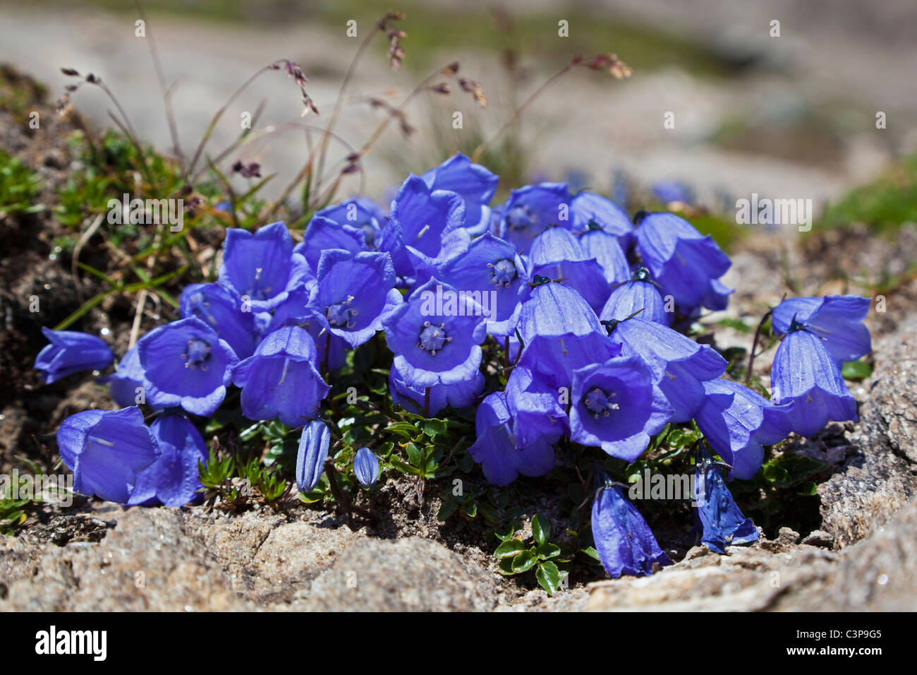 Austria, Scheuchzers Bellflower (Campanula scheuchzeri), flowering plant Stock Photo