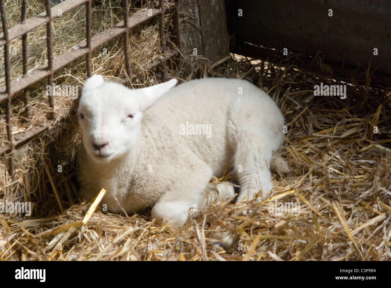 A lamb in its pen shortly after birth Stock Photo - Alamy
