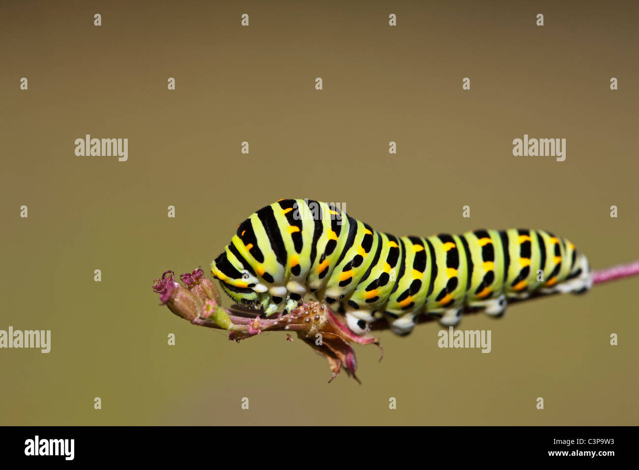 Germany, Bavaria, Caterpillar of the swallowtail butterfly (Papilio