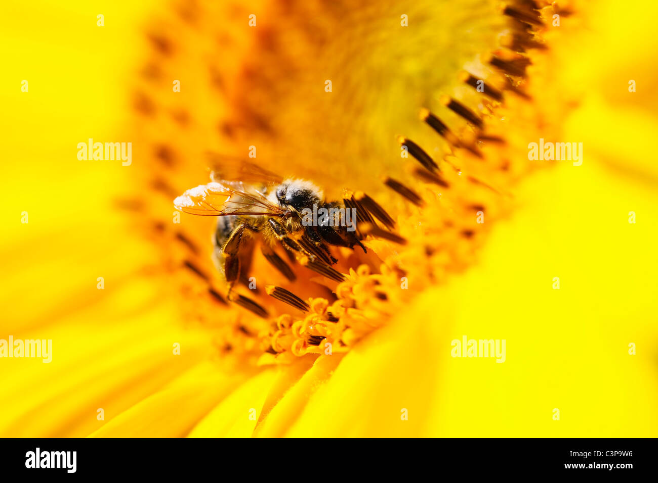 Honey bee side view hi-res stock photography and images - Alamy