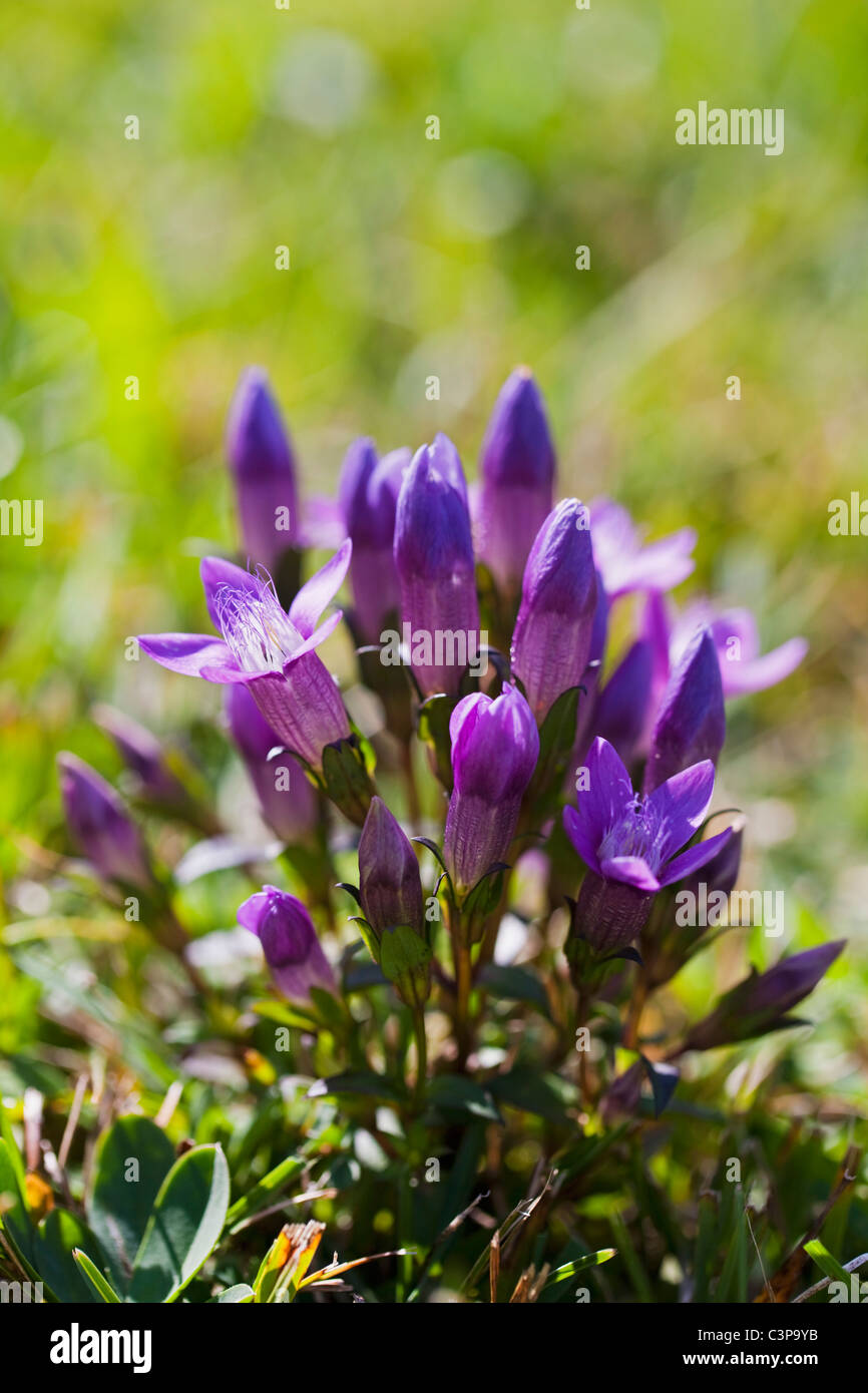 Germany, Bavaria, Enzian flowers, close-up Stock Photo