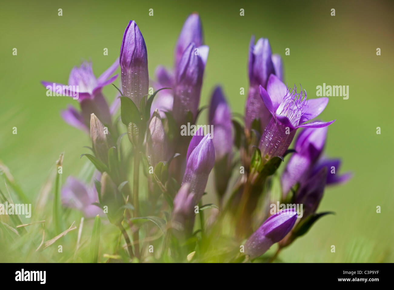 Germany, Bavaria, Enzian flowers, close-up Stock Photo