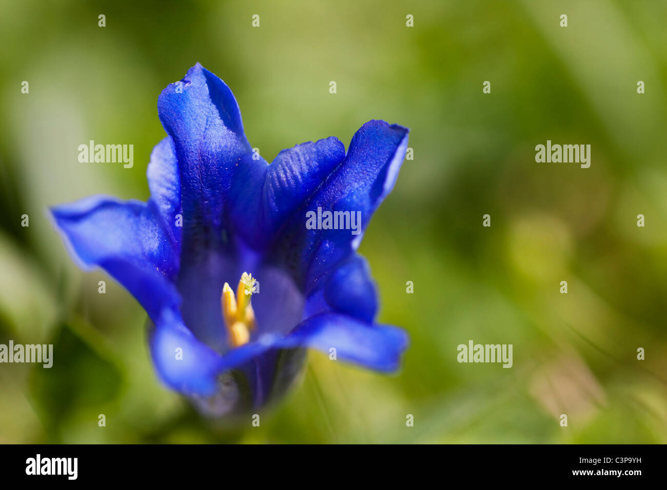 Germany, Bavaria, Enzian flower, close-up Stock Photo