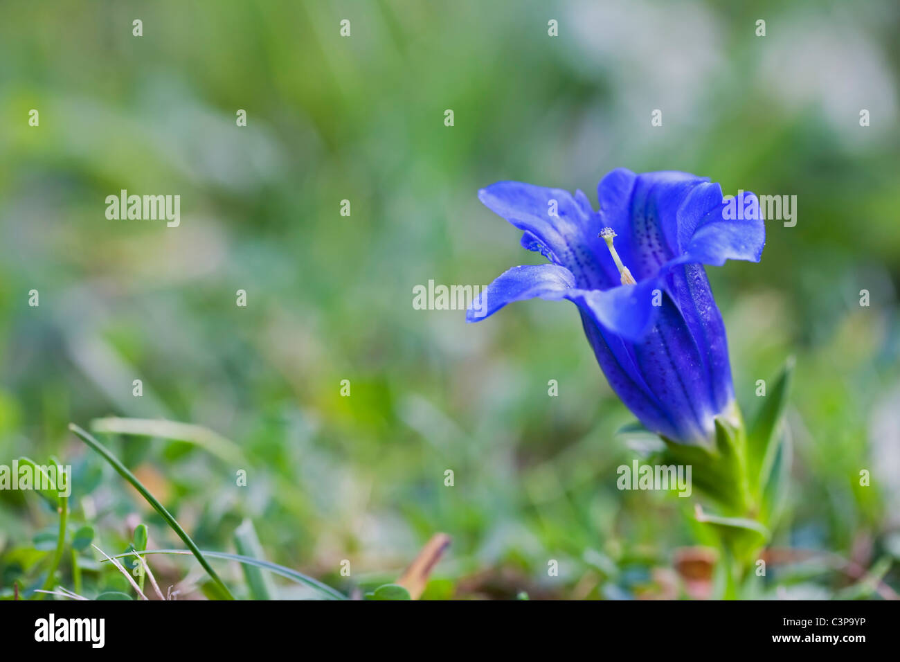 Germany, Bavaria, Enzian flower, close-up Stock Photo