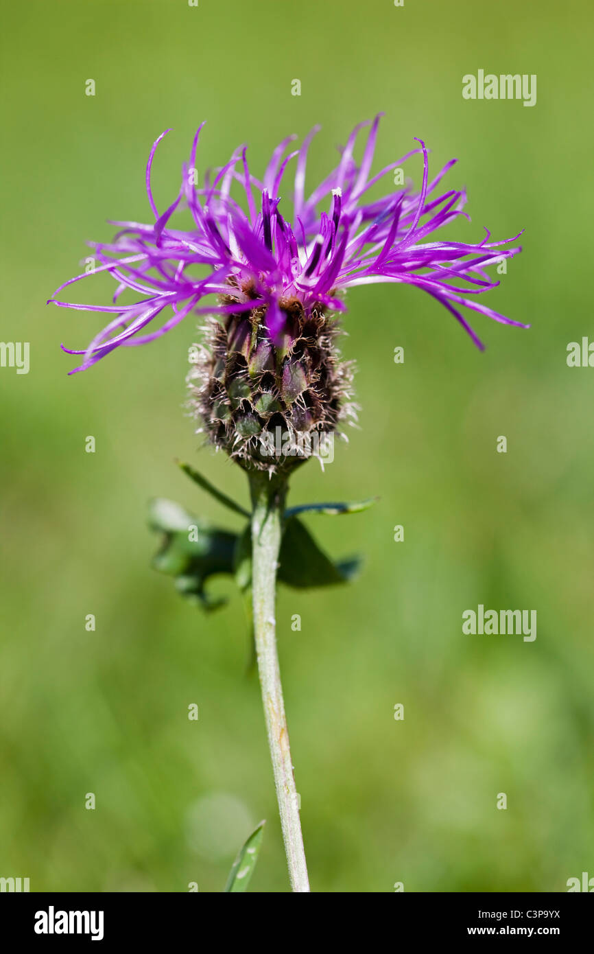 Knapweed flower hi-res stock photography and images - Alamy
