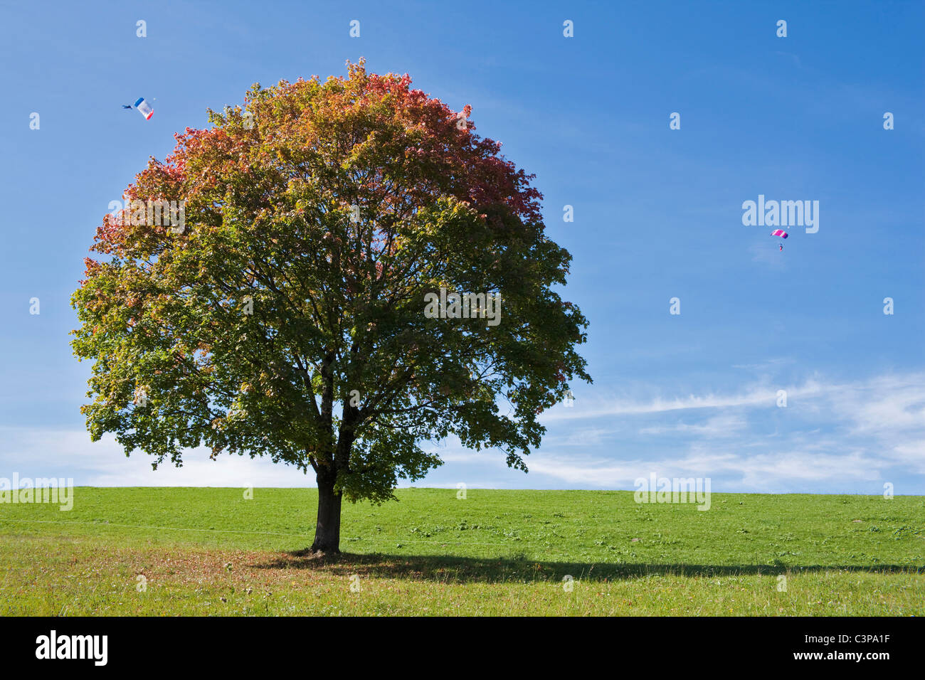 Germany, Bavaria, Maple tree in field, Paraglider in background Stock Photo