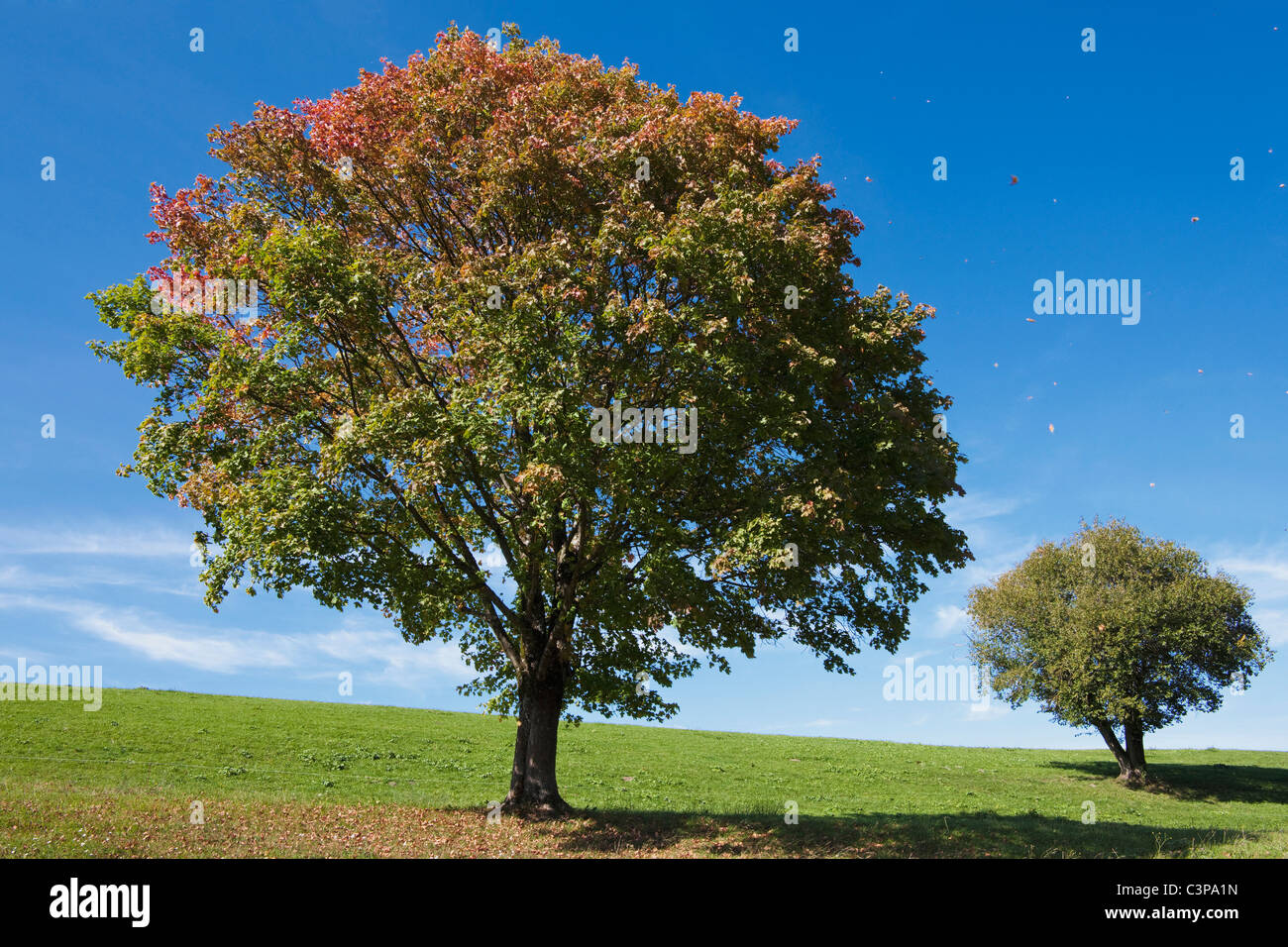 Germany, Bavaria, Maple trees in field Stock Photo