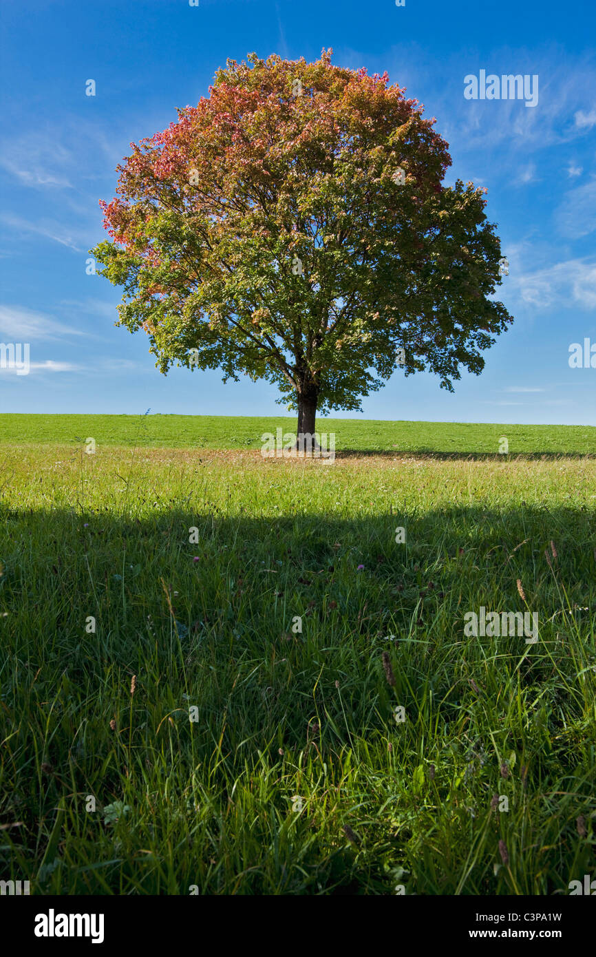 Germany, Bavaria, Maple tree in field Stock Photo