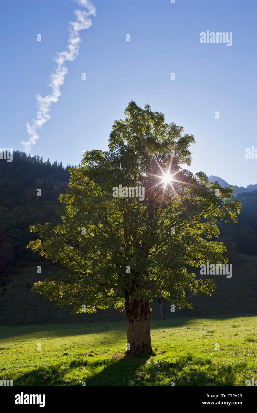 Austria, Tyrol, Grosser Ahornboden, Sycamore Maple (Acer pseudoplatanus) in field Stock Photo