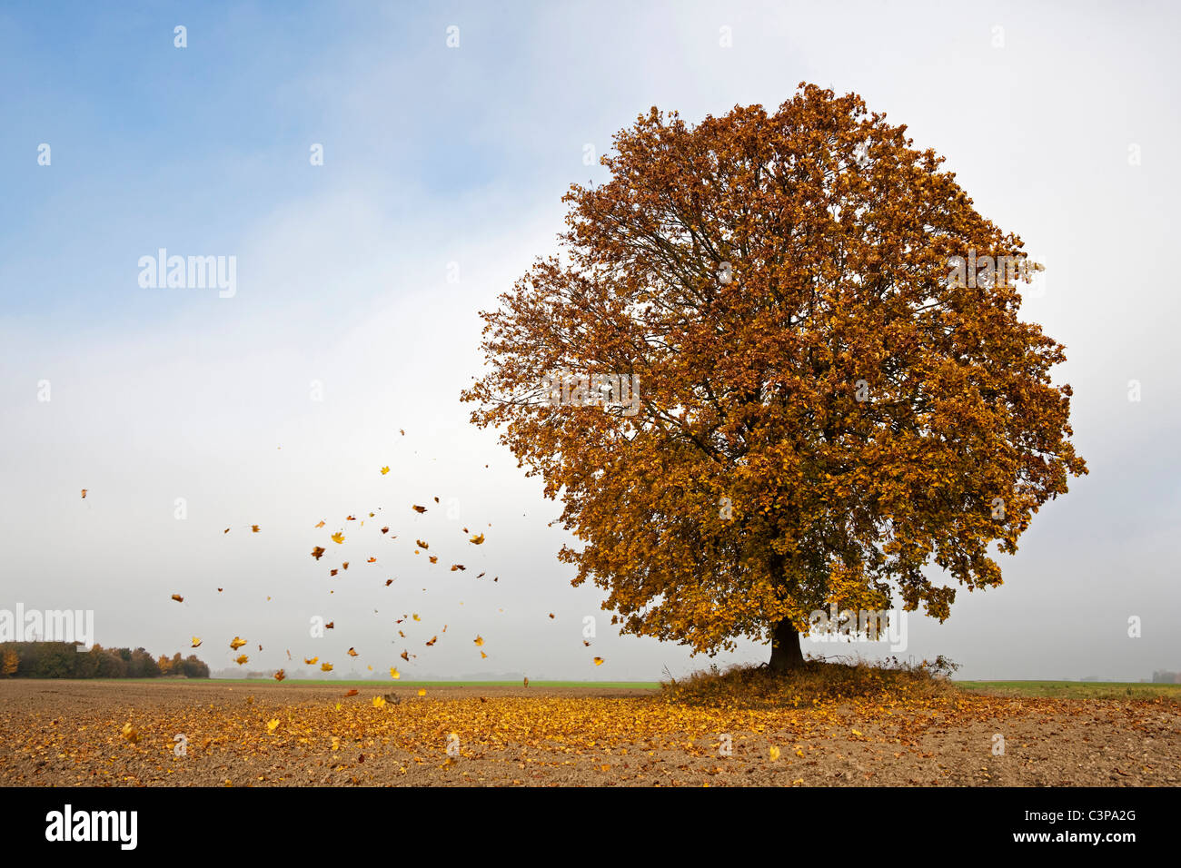 Germany, Bavaria, Maple tree in autumn Stock Photo