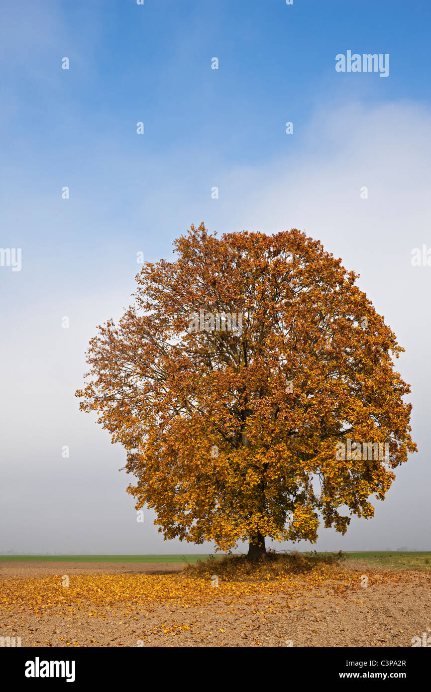 Germany, Bavaria, Maple tree in autumn Stock Photo
