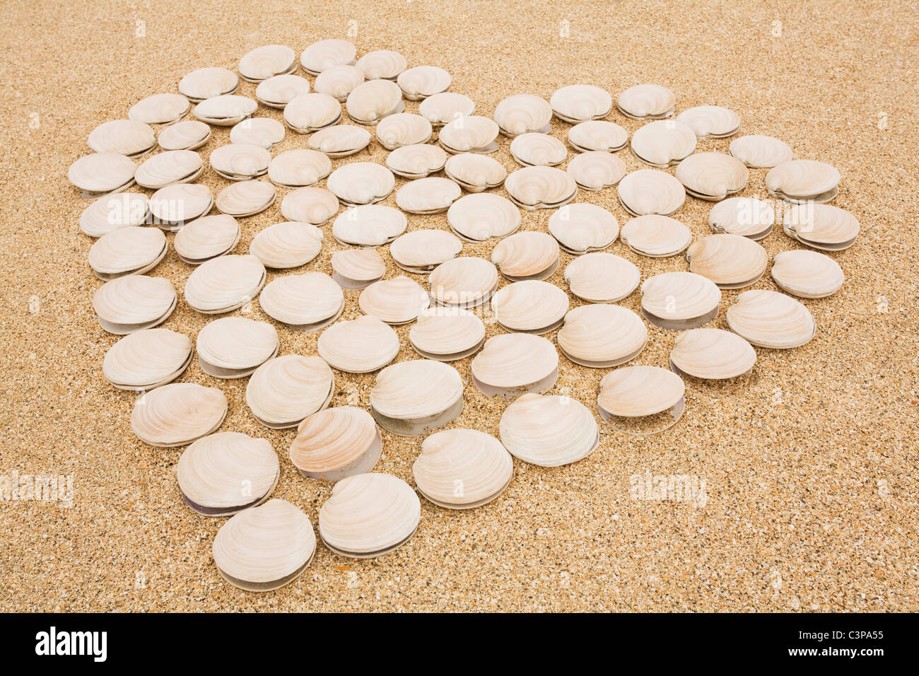 Clam Shells High Resolution Stock Photography And Images Alamy