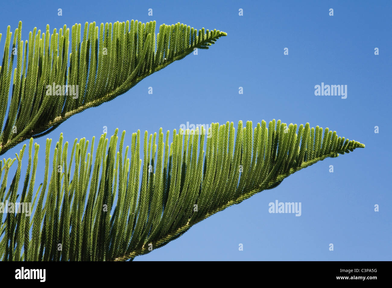 New Zealand, Norfolk Pine Tree (Araucaria Heterophylla), close-up Stock Photo