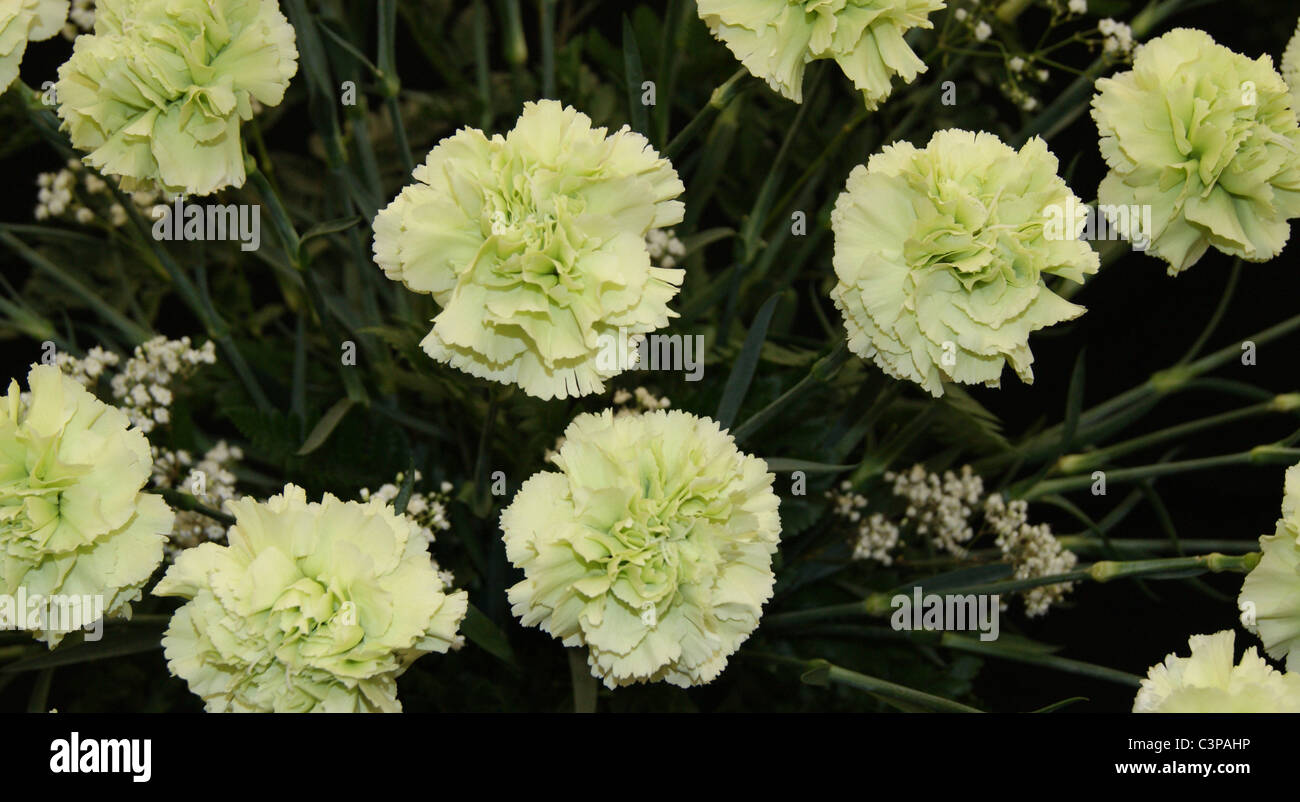 Carnations - Lady Spring Stock Photo