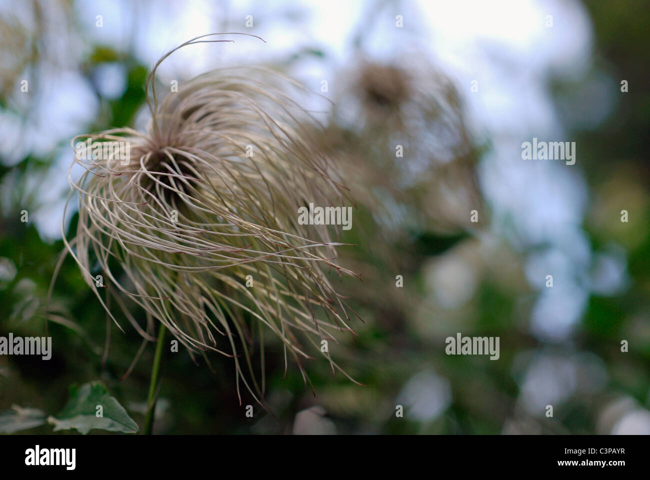 Clematis seed heads Stock Photo