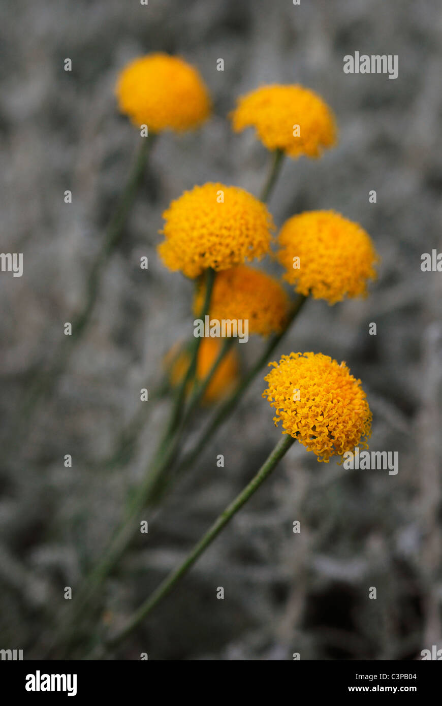 Cotton Lavender flowers Stock Photo Alamy