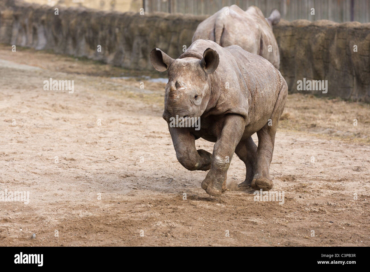 Baby Black Rhinoceros, Zoo Dvur Kralove, Czech Republic Stock Photo