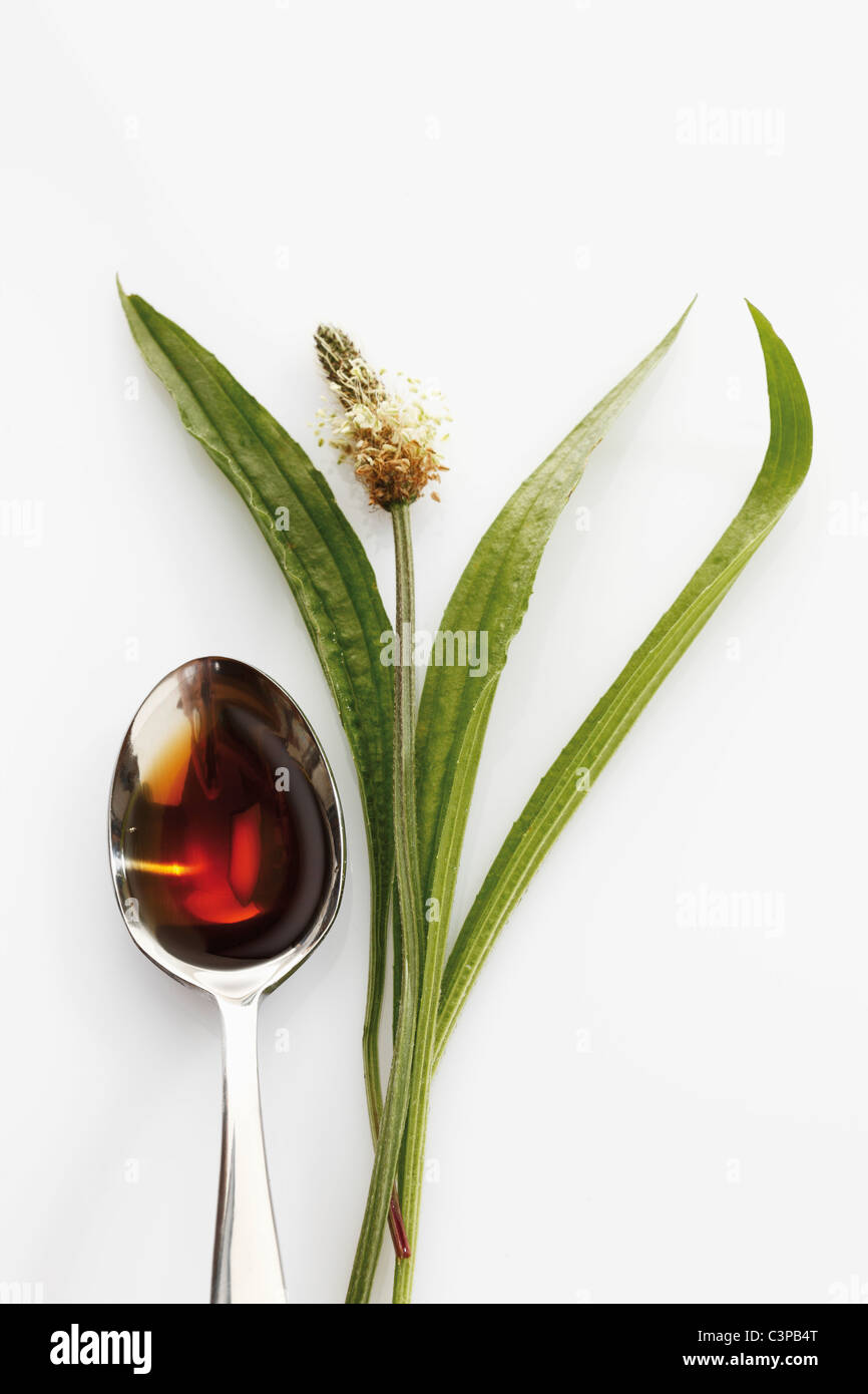 Ribwort plantain with a spoon of cough syrup on white background Stock Photo