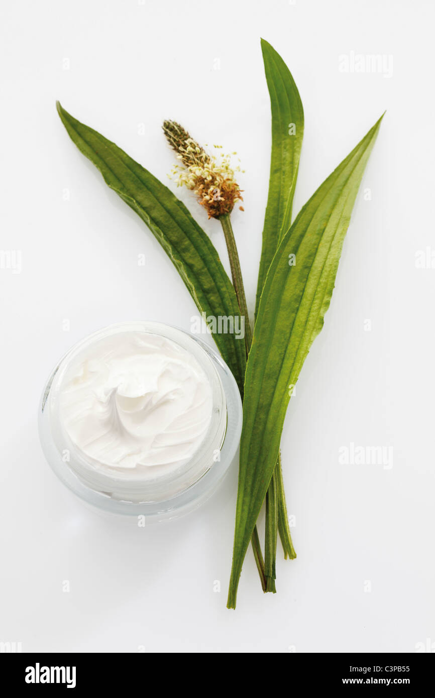 Ribwort plantain cream with salve on white background Stock Photo