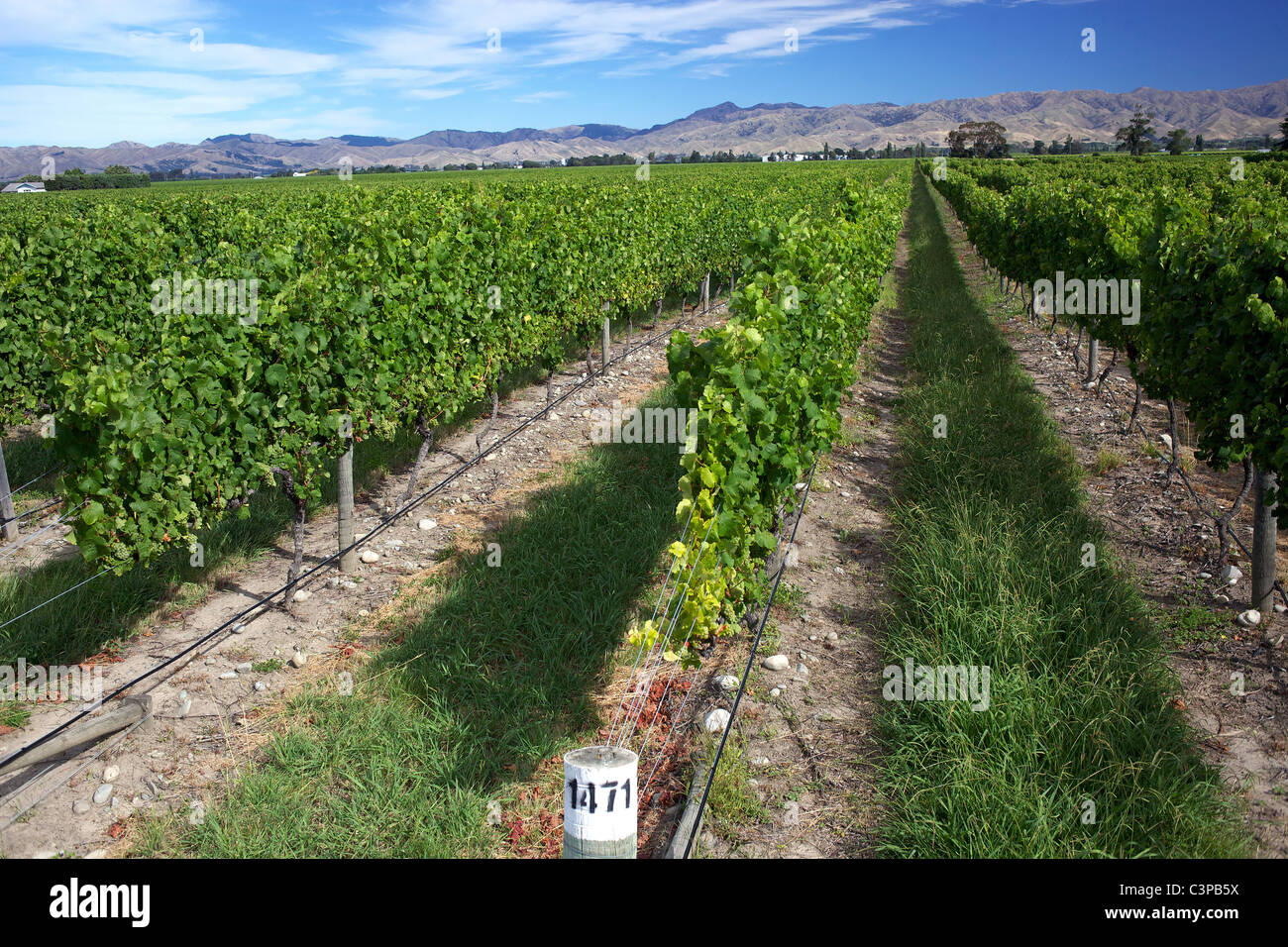 Sweeping views of vineyards with a stunning mountain range back drop in