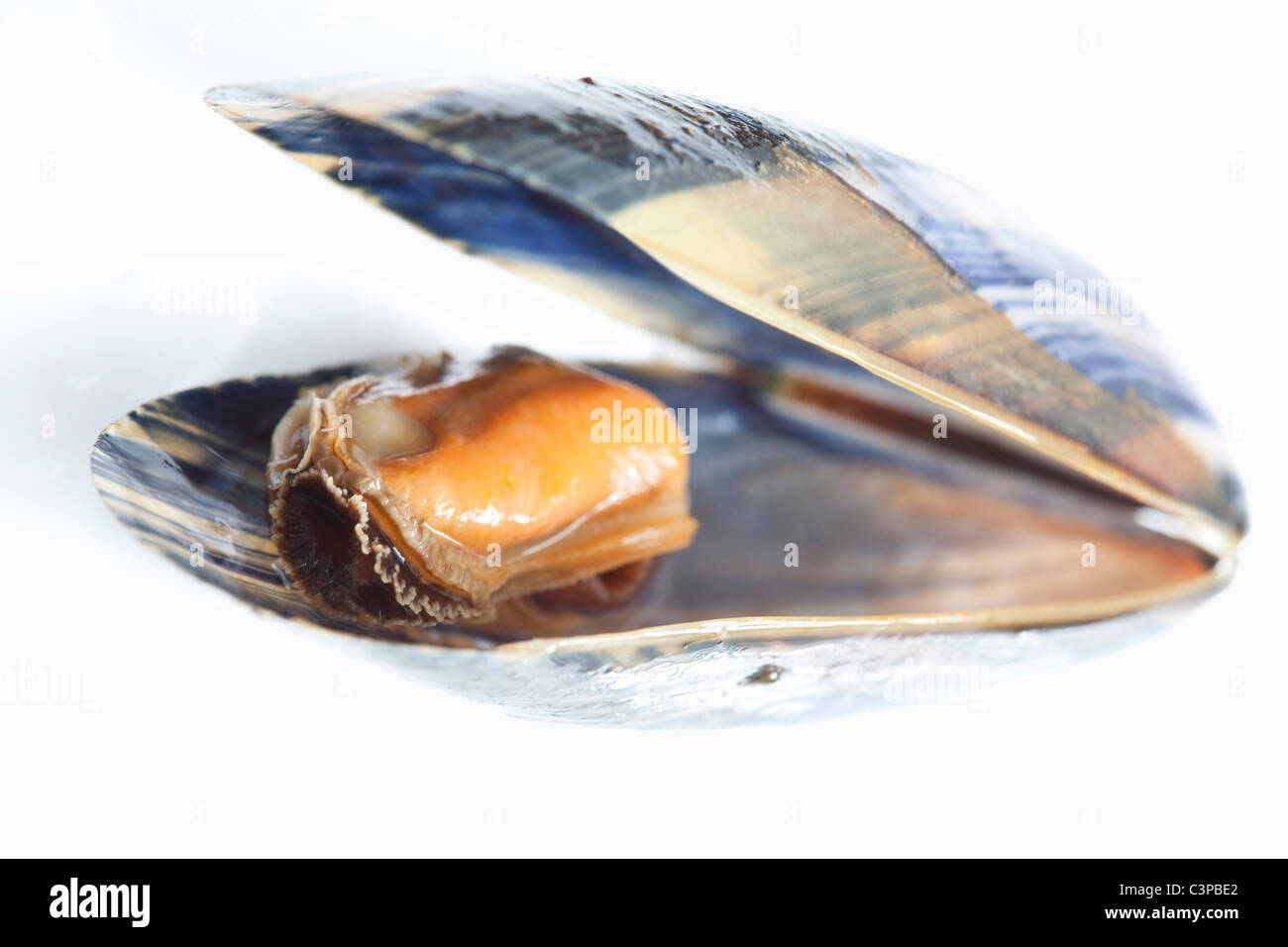 Open Mussel, close-up Stock Photo