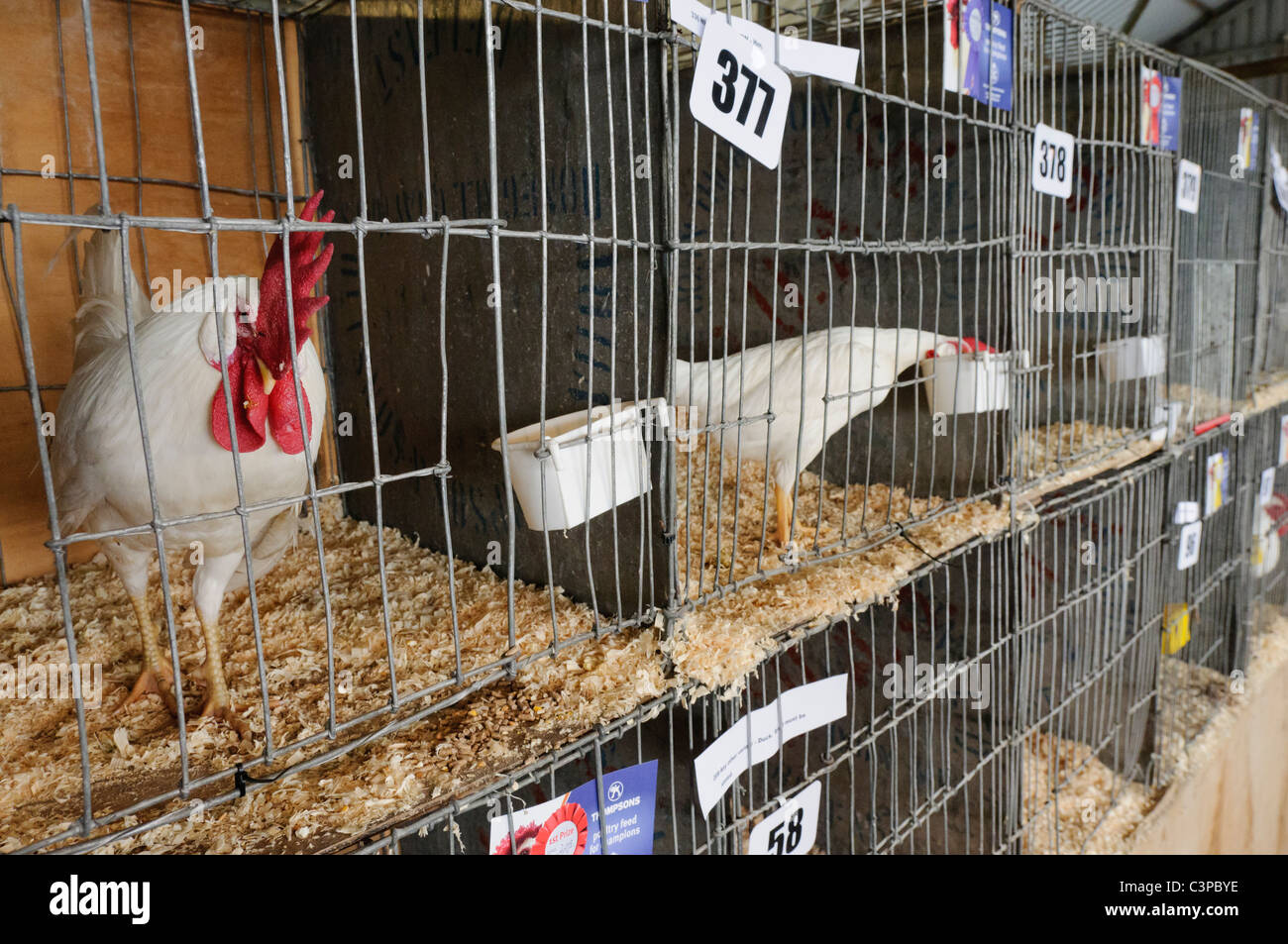 Breeding conditions hi-res stock photography and images - Alamy