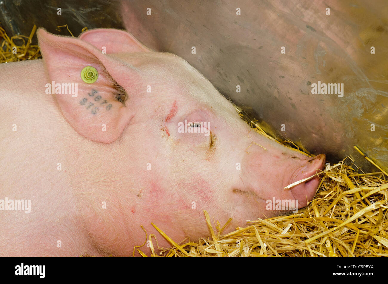 Pink pig with tattooed ear identification mark and RFID ear tag as required by UK law Stock Photo