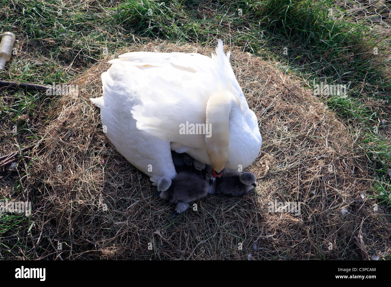 united kingdom west sussex arundel a female mute swan and her newborn chicks Stock Photo