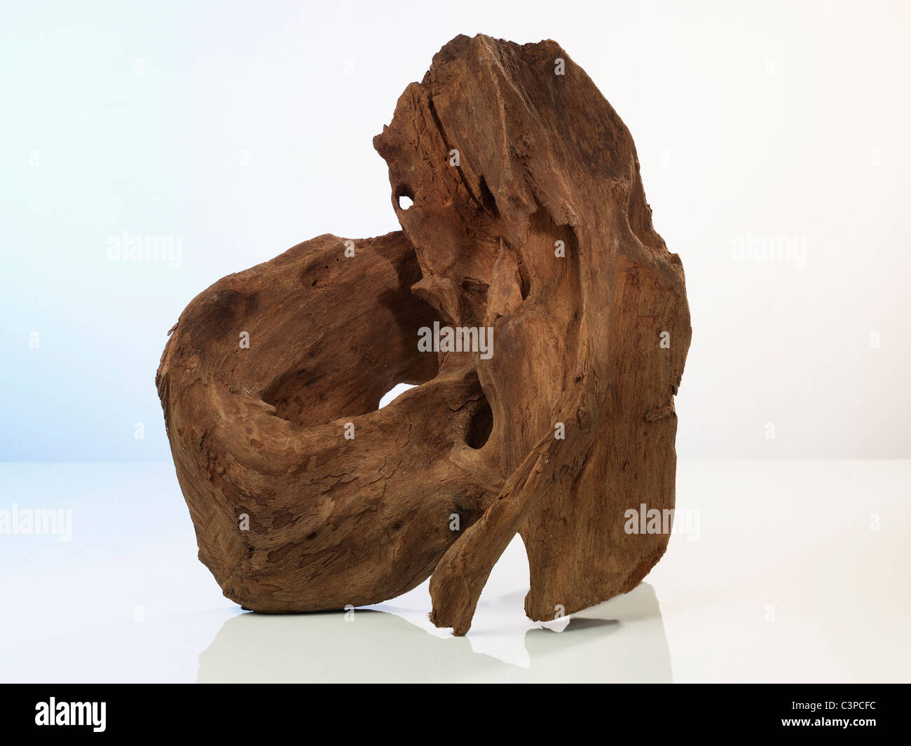 Tourant Root Plant root anatomy hi-res stock photography and images - Alamy