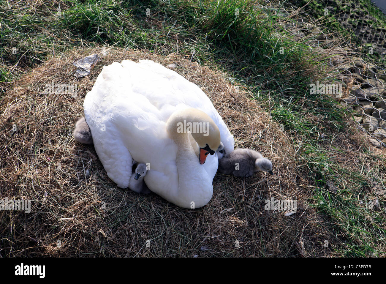 united kingdom west sussex arundel a female mute swan and her newborn chicks Stock Photo