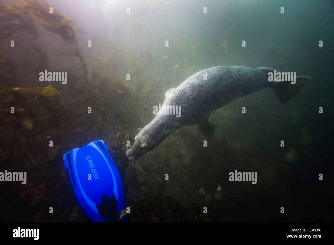 A playful grey seal chases after the fin of a scuba diver in the waters of Farne Islands, off the coast of Northumberland. Stock Photo