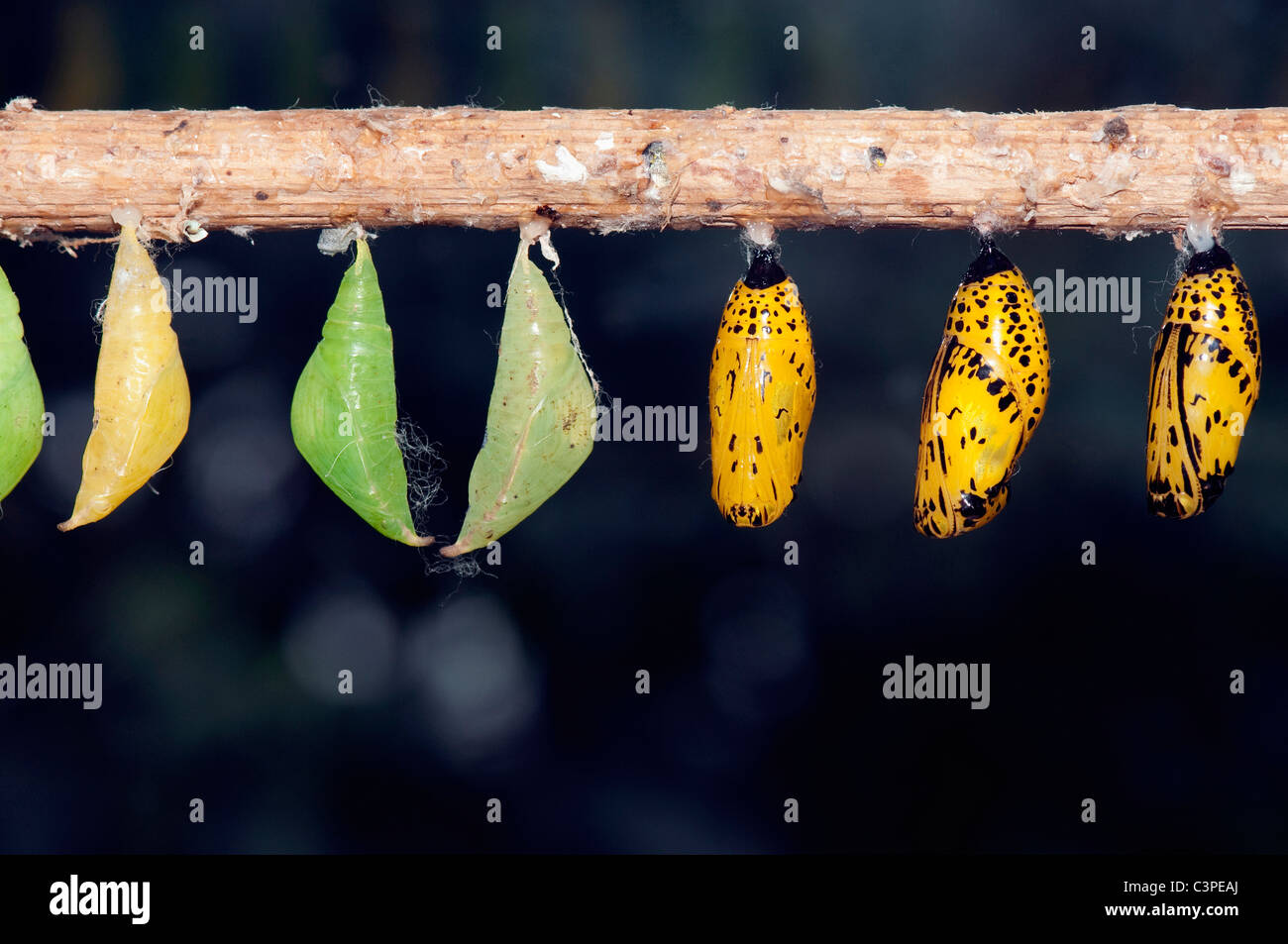 Cocoons hanging from branch Stock Photo Alamy