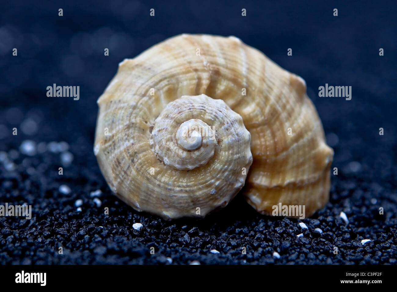 one seashell on black sand - closeup Stock Photo