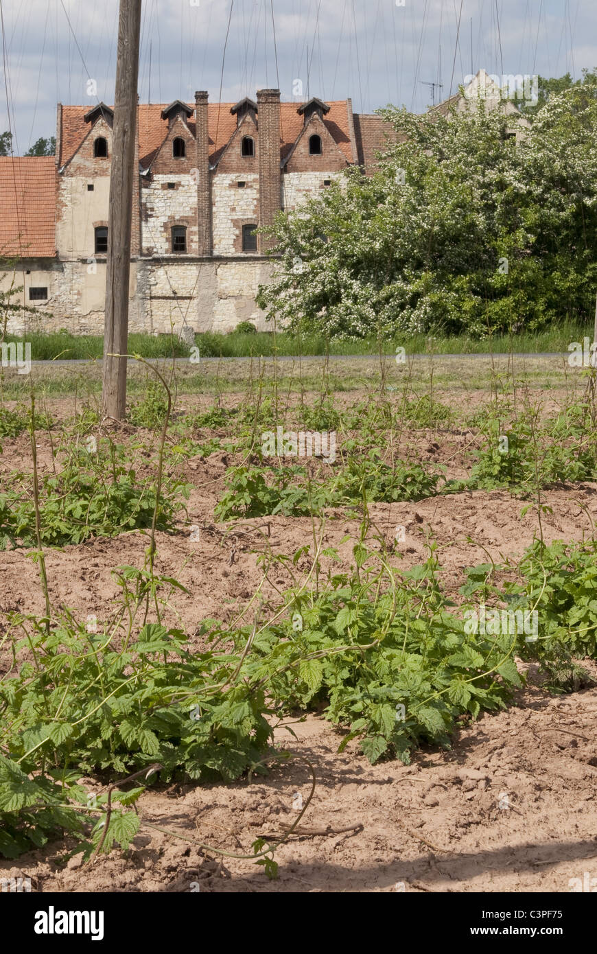 hop field with old kiln,Trnovany village,Žatec hop growing region, Czech Republic Stock Photo