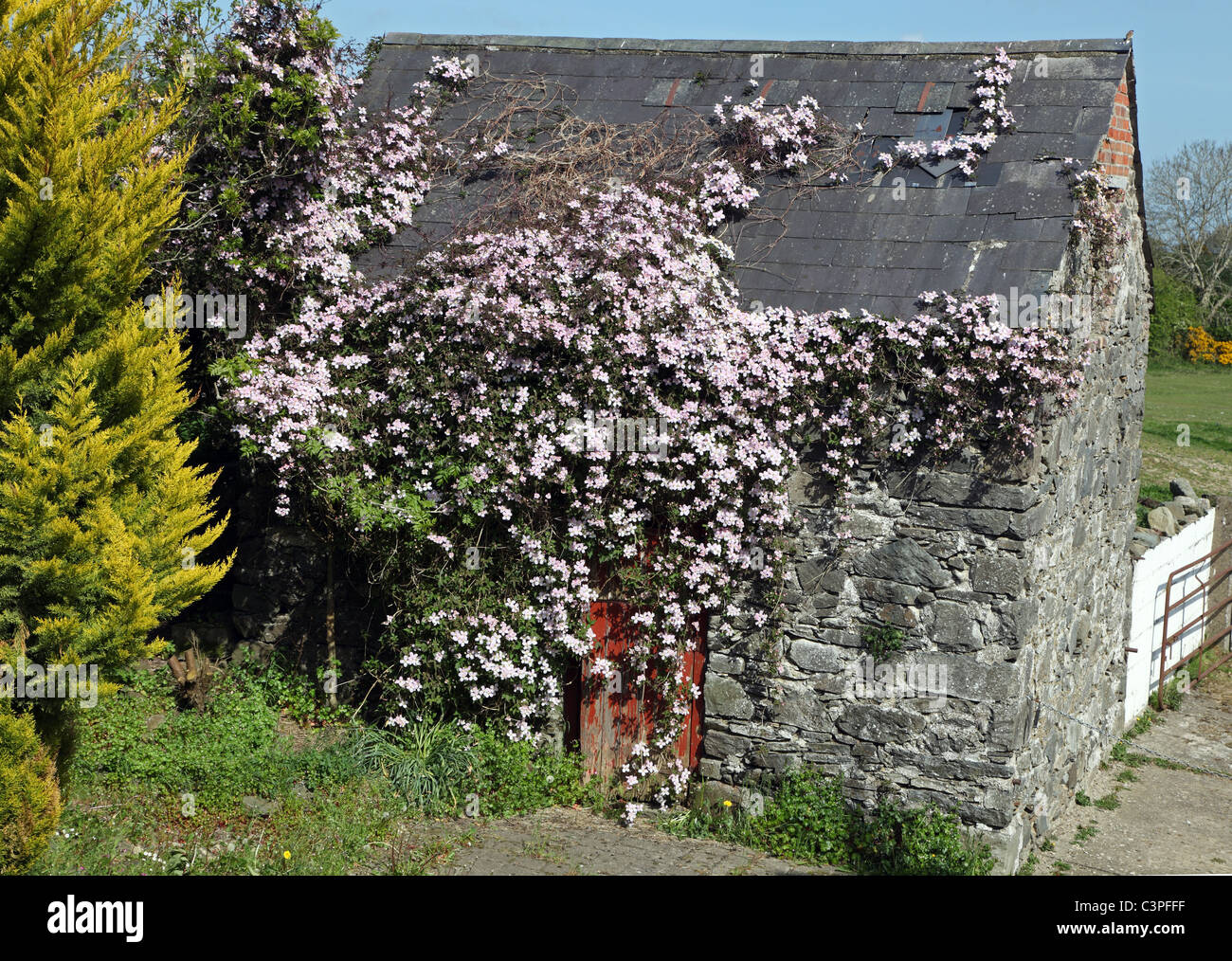 Clematis Montana colonising an old byre, Irish farm Co. Monaghan, Ireland Stock Photo