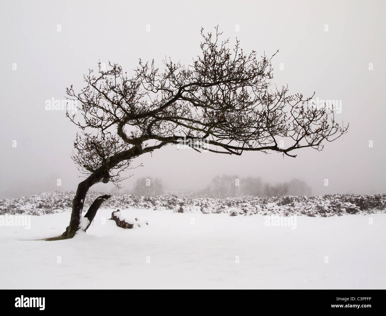 Bent tree in snow and mist, Stanton Moor, Peak District Stock Photo