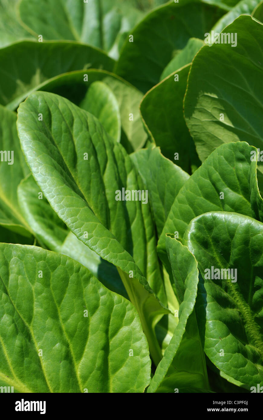 mellow green leaves, background Stock Photo