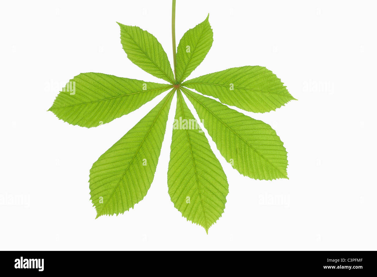 Horse Chestnut leaf (Aesculus hippocastanum), closeup Stock Photo Alamy