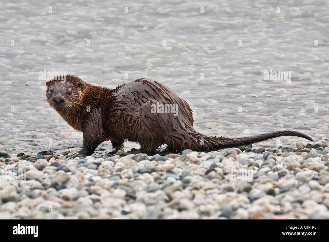 River otter about to enter pacific ocean from rocky beach-Victoria, British Columbia, Canada. Stock Photo