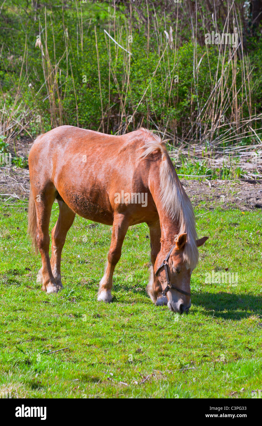 brown horse in a green field of grass. vertical shot Stock Photo - Alamy