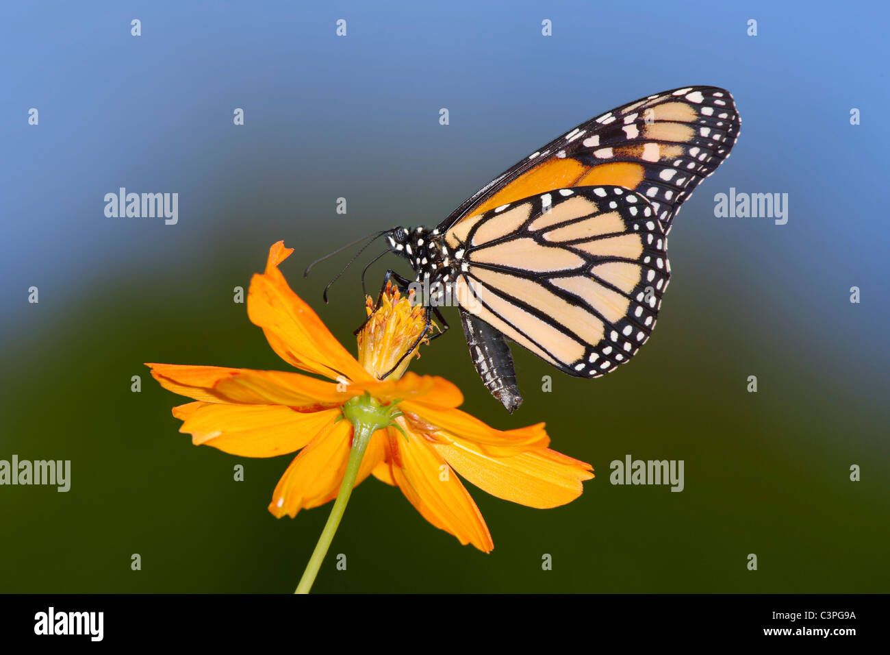 A Monarch Butterfly On An Orange Flower, Danaus plexippus Stock Photo ...