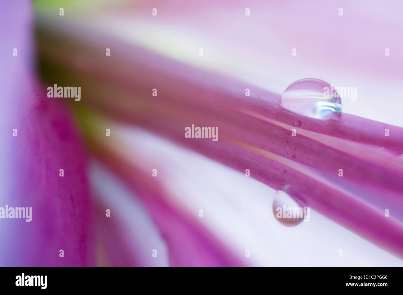 Water droplet on lily lilium hi-res stock photography and images - Alamy