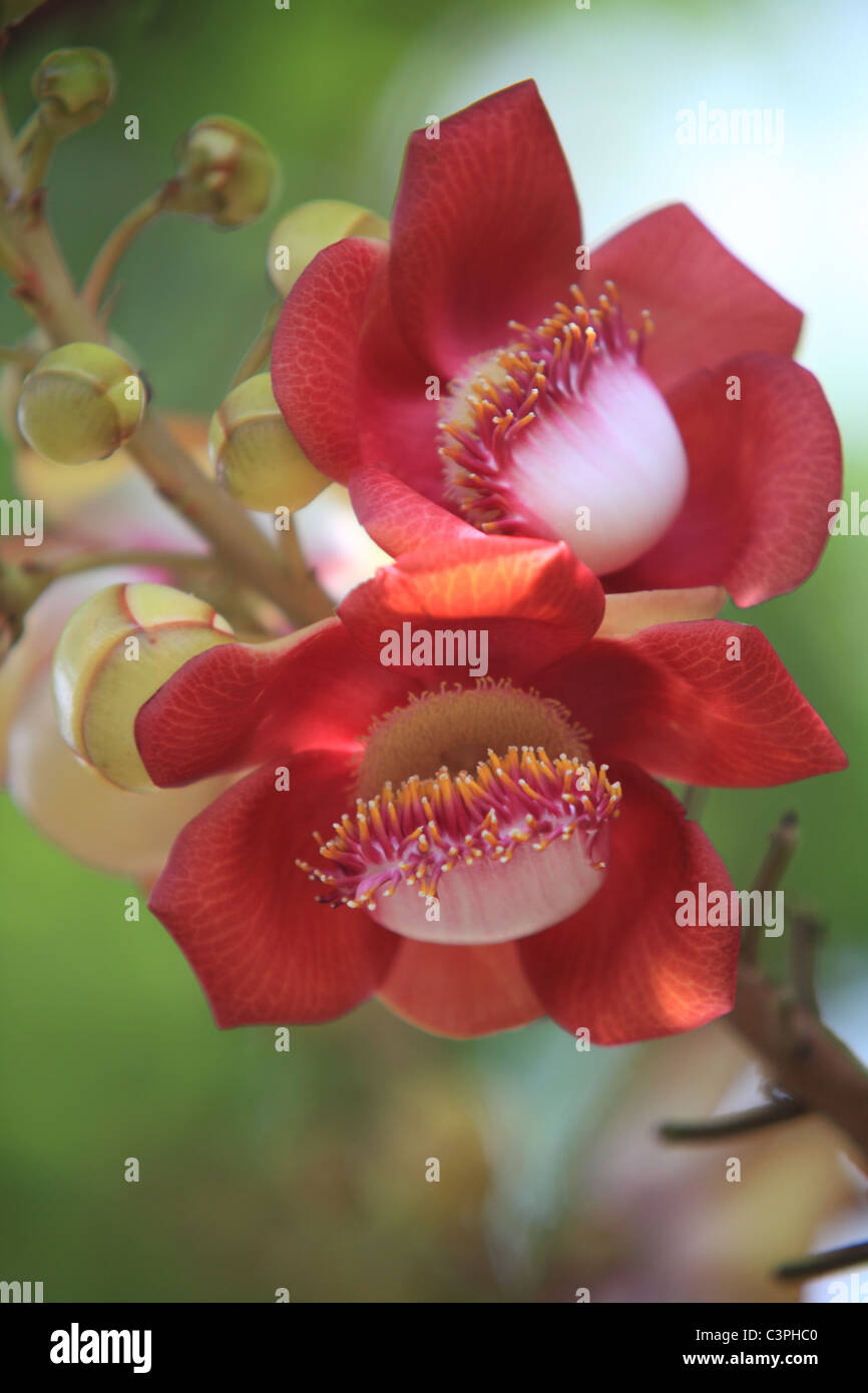 Sala tree hi-res stock photography and images - Alamy