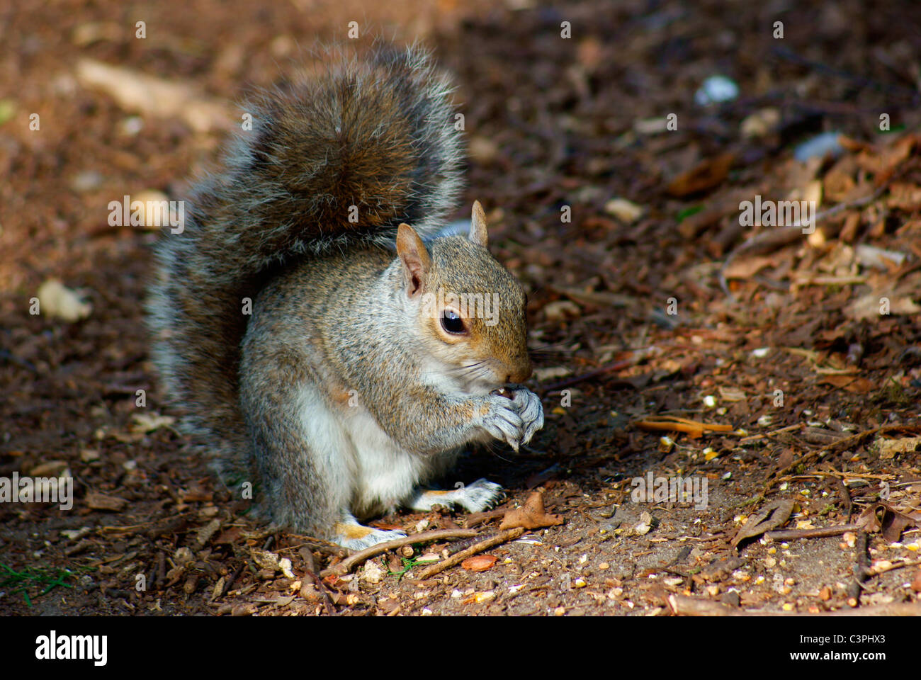 A Grey Squirrel (Sciurus carolinensis) on a woodland floor eating a nut. Stock Photo